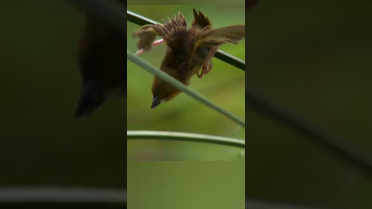 Birds chick is eaten.