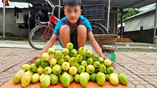 Download Lagu Although it was raining, Nam still went into the forest to pick very big wild lemons to sell MP3 Download Lagu Although it was raining, Nam still went into the forest to pick very big wild lemons to sell MP3