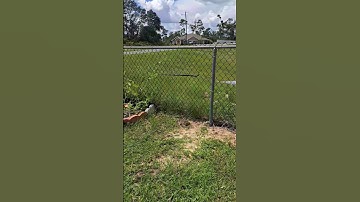 snake on fence?😂