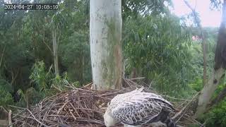 Zimbali Estate Crowned Eagle Live Stream 260422 0845