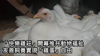 「快樂雞莊」開幕推升動物福祉    友善飼養實現「雞蛋」自由