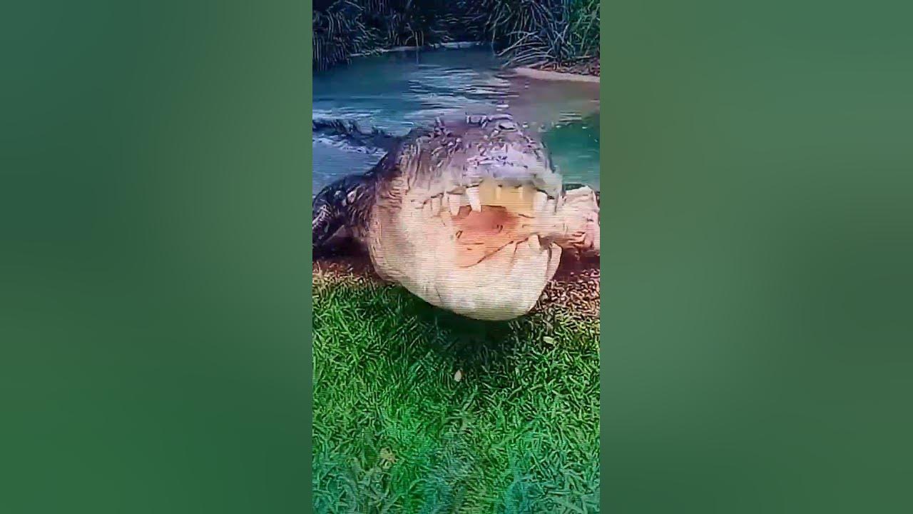 saltwater crocodile vs green anaconda #crocodile #anaconda #edit #phonk