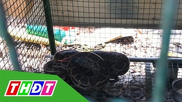 Con trăn khủng chui từ cống, bò vào nhà dân ở TP.HCM | THDT