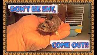 DON'T BE SHY - COME OUT!!!   #rodent #roborovskihamster #hamsteri #roborovskii  #hammy by VOLODIA 70 views 5 days ago 1 minute