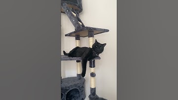 Day 1 harness training