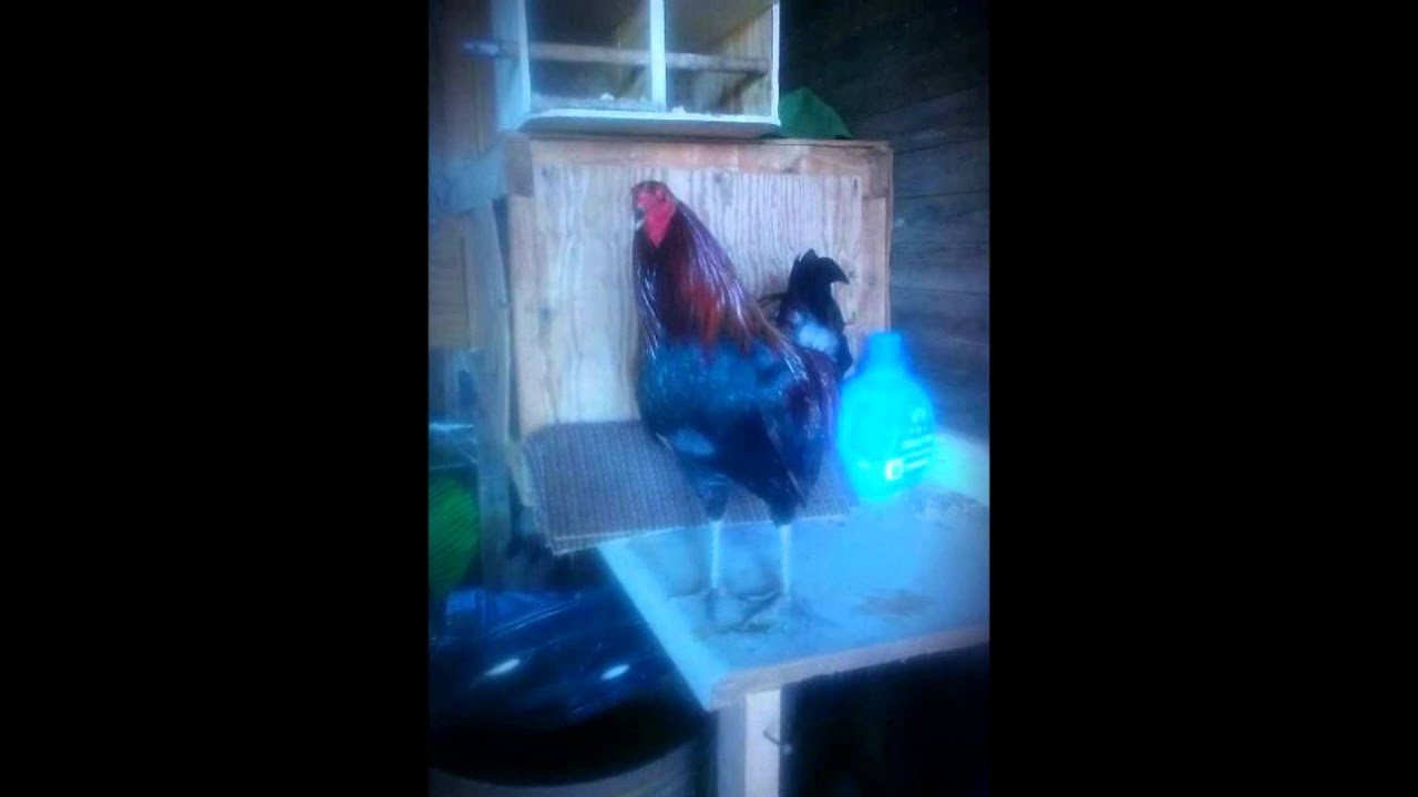 Gallos jugados del rancho san judas (PARTIDO CORALILLOS) YouTube