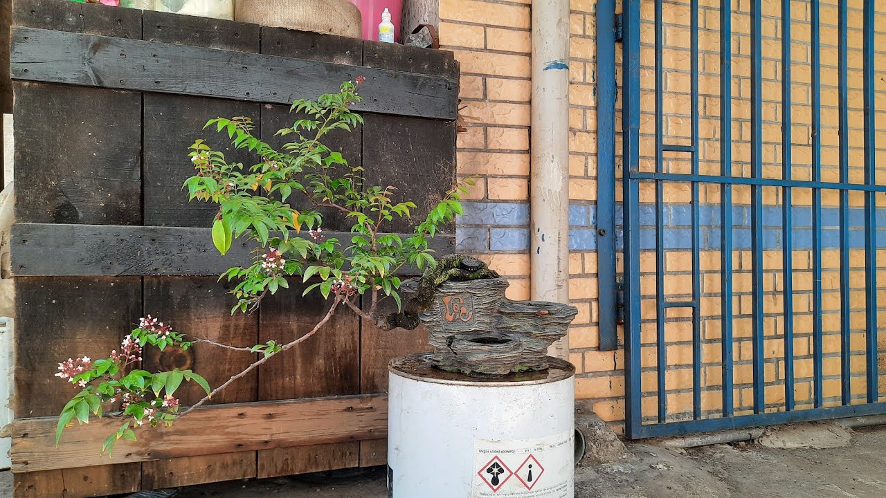 Cách trồng khế bonsai nhanh lớn,đặc tính về cây khế - youtube