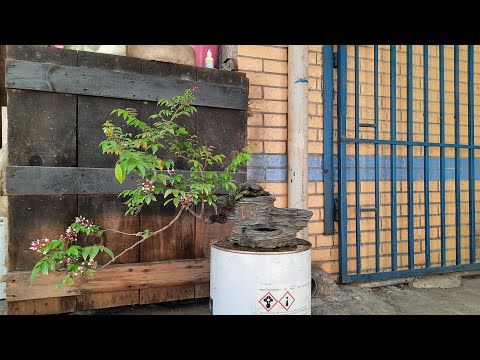 Video Cách trồng khế bonsai nhanh lớn,đặc tính về cây khế - youtube