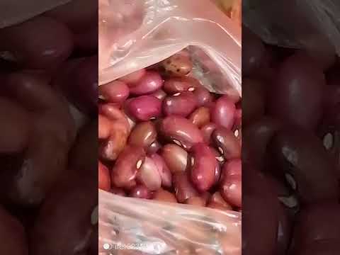 Just Purchased Fresh Beans MercyNguku The World Traveller Ourafricanvillagehomekatutu