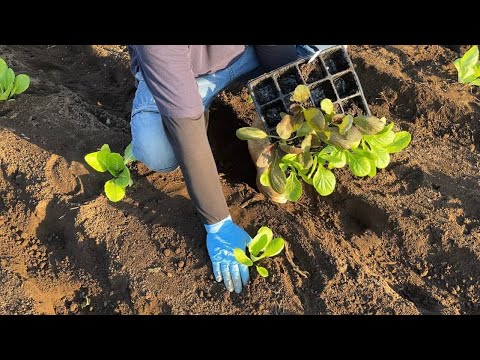 【白菜の栽培】白菜の育て方は苗の植え方が肝心　24/9/13