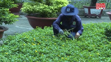 Đảm bản an toàn cây xanh mùa mưa bão