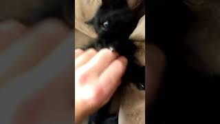 Hi ! I'm Confucius Ninja Kitten ! I'm new there, follow me if you like pantherrrrs 🐈⬛🥷 Hi ! I'm Confucius Ninja Kitten ! I'm new there, follow me if you like pantherrrrs 🐈⬛🥷