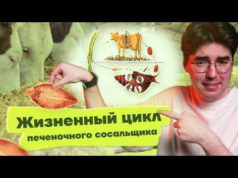 Печеночный сосальщик - жизненный цикл КРАТКО для ОГЭ | Биология 2023 Умскул