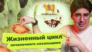 Печеночный сосальщик - жизненный цикл КРАТКО для ОГЭ | Биология 2023 Умскул