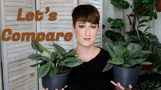 Costa Farms Online vs. Big Box Experience | DreamsofHoya