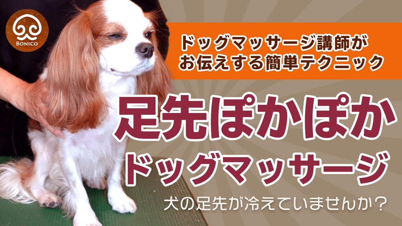 犬 足 が 冷たい