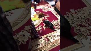 Nicely Playing Sami And Samira