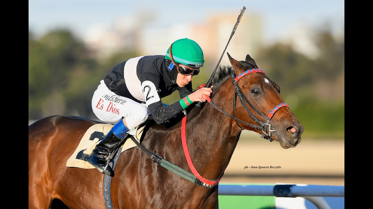 Handicap Candy Stripes 2026 - Flaminius (Hi Happy)