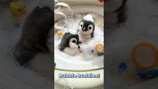 Bubble Bros! 🛁🐧 Cute Penguin Twins Bath Time #penguin #baby #cute #shorts #viral