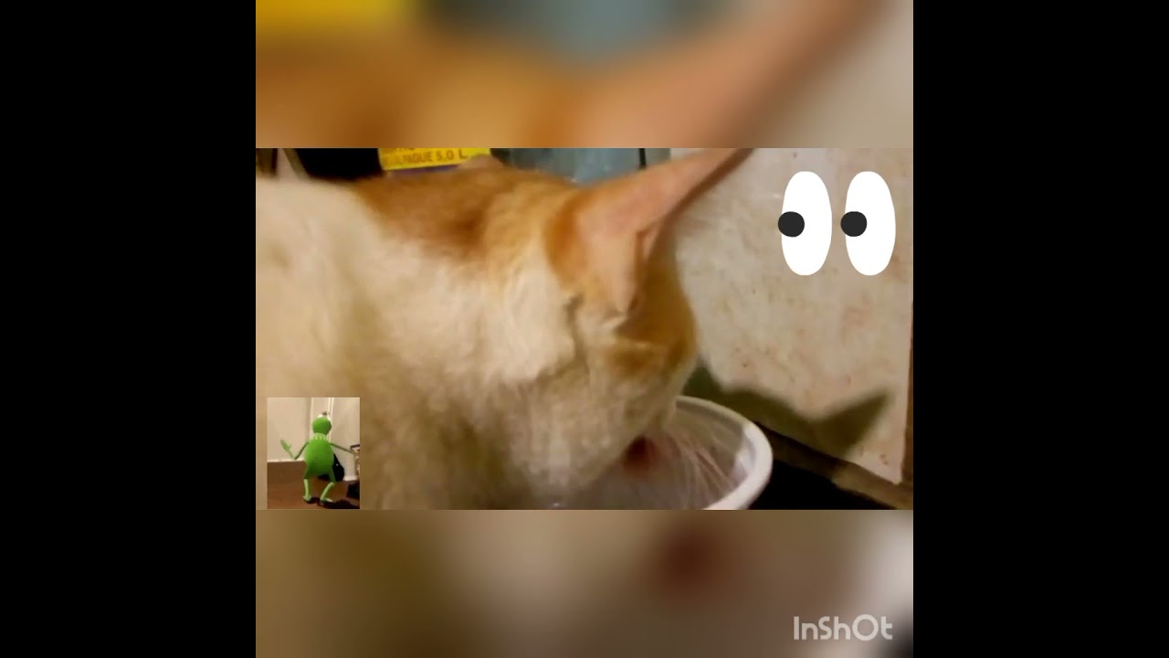 Gato Salsicha Mais Banho Chat Saucisse Dans Le Bain Sausage Cat Over Bath Youtube