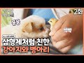 인간극장 레전드 309 2 강아지와 병아리 수상한 삼형제 2 2 KBS 110613 110617 방송 인간극장 레전드 309 2 강아지와 병아리 수상한 삼형제 2 2 KBS 110613 110617 방송