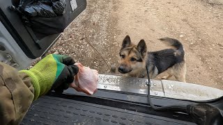 Накормил бездомного пса. Пытаюсь забрать домой, но боюсь быть покусанным.