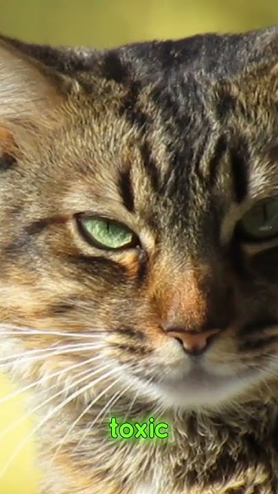 is-chocolate-poisonous-to-all-animals-quiz-quiz-shortvideo-shorts
