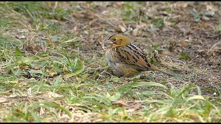 A Rare Henslow's Sparrow in Green-Wood Cemetery screenshot 5