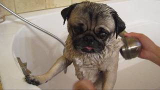 Bath Time for Minnie the Pug