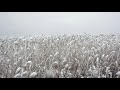 View of reed field at snowfall on the grey cloudy sky background filmed in a slow motion