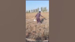batair ka shaker dog sa kia Shakir ka andass dako