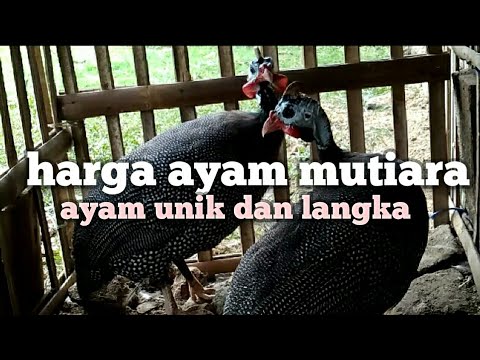 Video: Dimana Beli Ayam Guinea