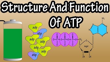 ATP - What Is Adenosine Triphosphate - What Is ATP - Function Of ATP - Structure Of ATP