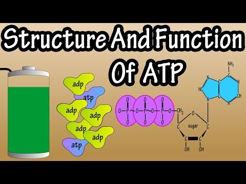 ATP - What Is Adenosine Triphosphate - What Is ATP - Function Of ATP - Structure Of ATP