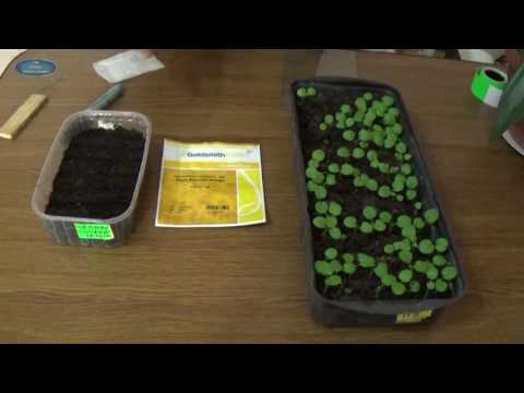 Как сажать семена герани видео