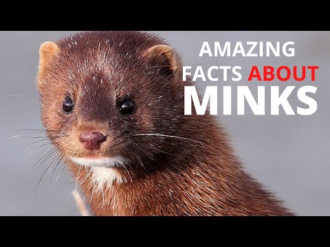 Video: All About The Mink As An Animal