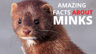 Top 15 Amazing Facts About Minks