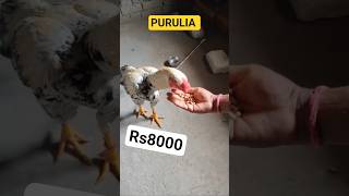Everything You Need to Know About Parrot Beak Aseel Roosters🎯parrot beak Aseel 💀 Mafia #mafia