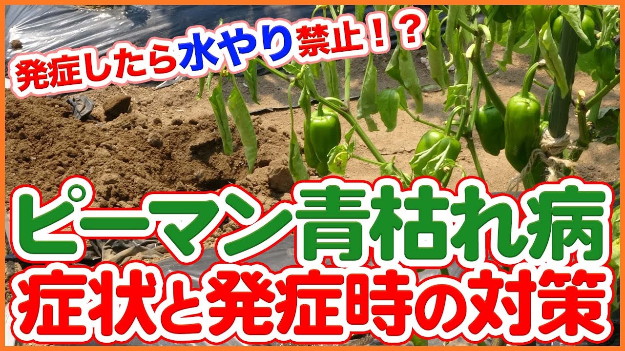 家庭菜園や農園のピーマン栽培で青枯病が発生したら水やり禁止！？症状の見分け方と病気対策を徹底解説！/Tips for measures against brown rot of potatoes !