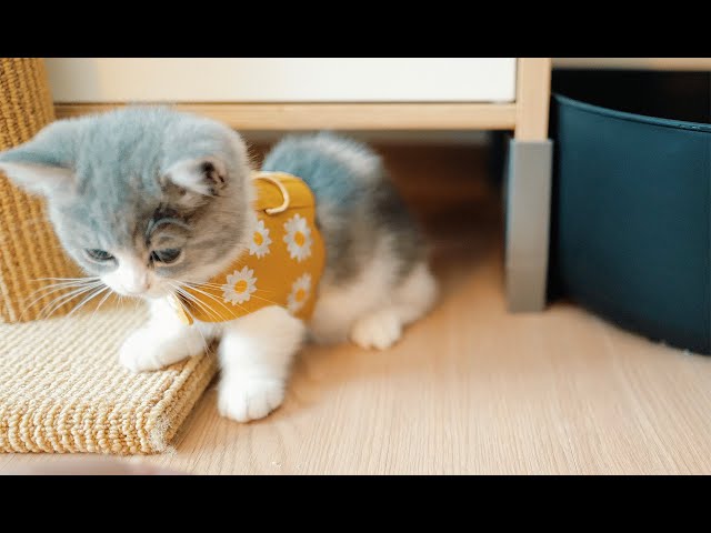 [vlog] 먼치킨 새끼고양이 소설이 육묘일기 (8) - 헤어진 형제/부모님 만날 준비하기