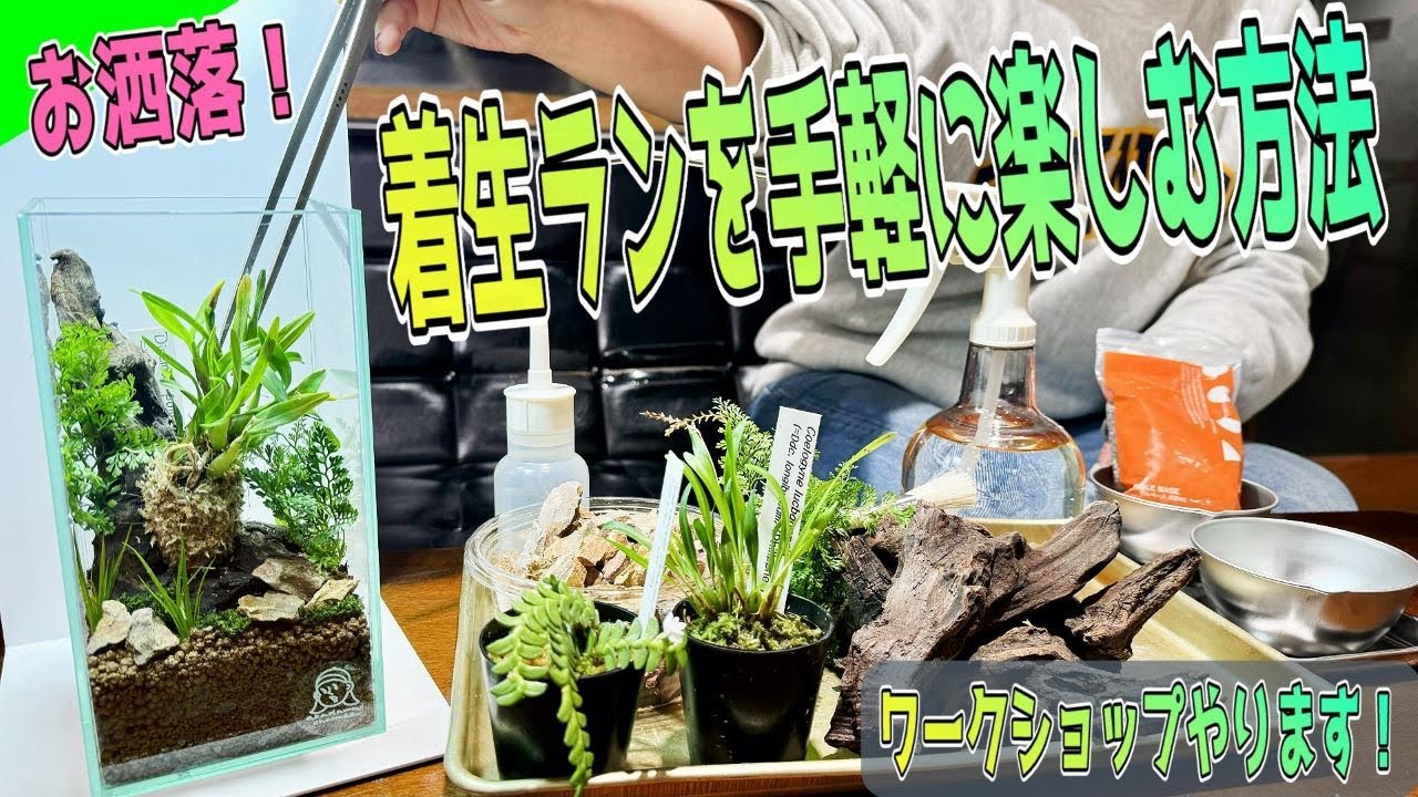 お洒落に気軽に着生ランを楽しむ方法（ガラスケースで楽しむパルダリウム着生ラン編！一緒にワークショップをやってみませんか？）