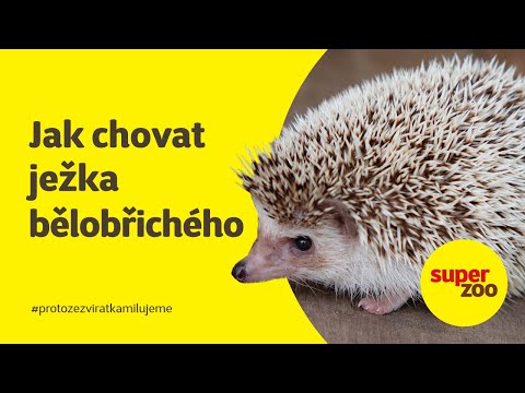 Jak na chov ježka bělobřichého | Super zoo