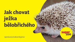 Jak na chov ježka bělobřichého | Super zoo