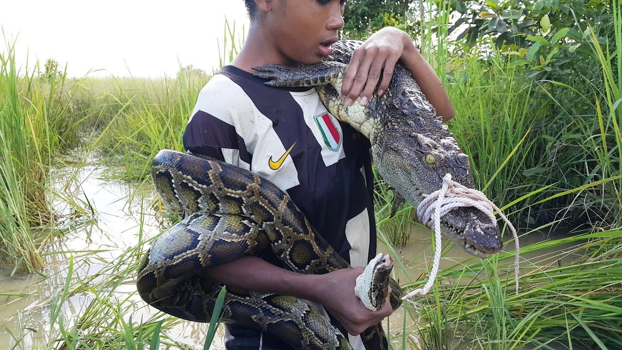 Крокодилы едят змей. Большой крокодил поймал питона.