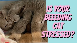 Breeding cat STRESSED?  Try This!