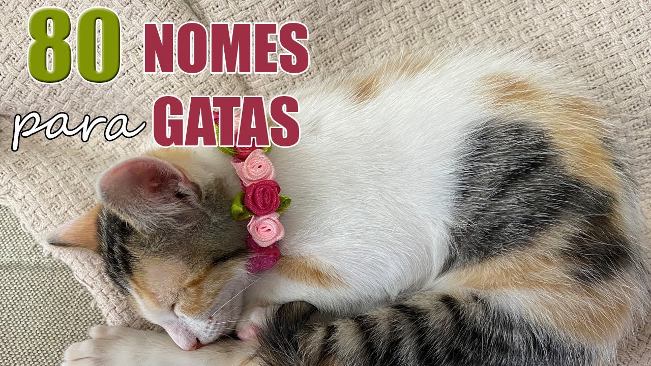 Nomes para gatas fêmeas - Dicas Petlove - Nomes de gatos fêmeas