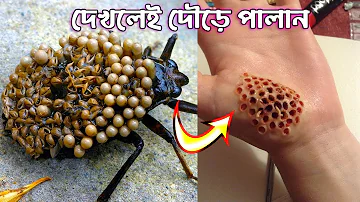 পৃথিবীর সবচেয়ে ভয়ংকর ৮ টি পোকা | এদের দেখলেই দৌড়ে পালান | 8 Most Dangerous Bugs in the World