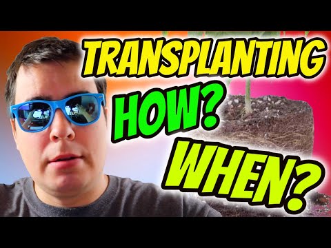 HOW AND WHEN TO TRANSPLANT YOUR CANNABIS PLANTS!