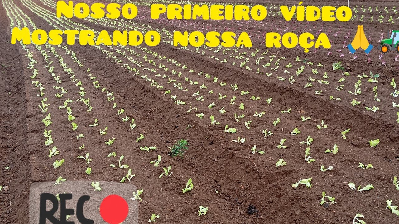 Nosso primeiro vídeo mostrando a nossa roça de alfaces 