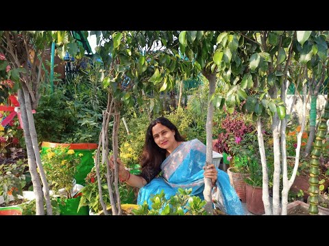 Grow big trees in pots | Create a jungle look on terrace or balcony |